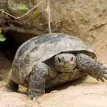 tortoise