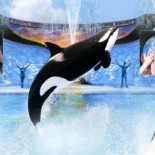 whale