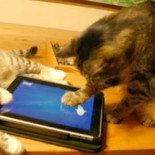 catgame