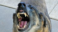 dog dog