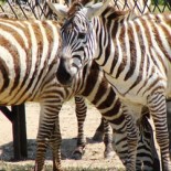 zoo