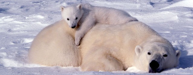 bear