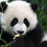panda