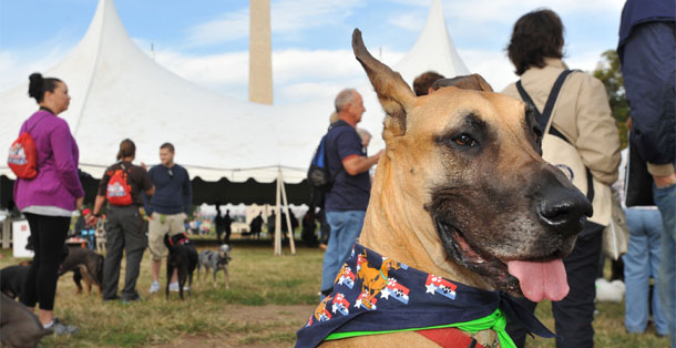 One Million Paw March