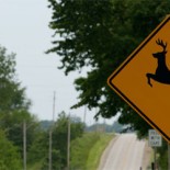 deer