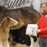 Budweiser