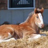 Budweiser Clydesdales