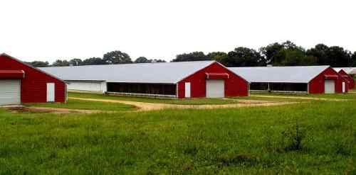 Chicken Farm