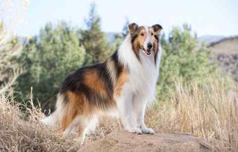 Save the Children Gets Lassie as First Animal Ambassador