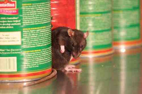 Top 20 Rattiest Cities. And Tips to Keep Rats Away