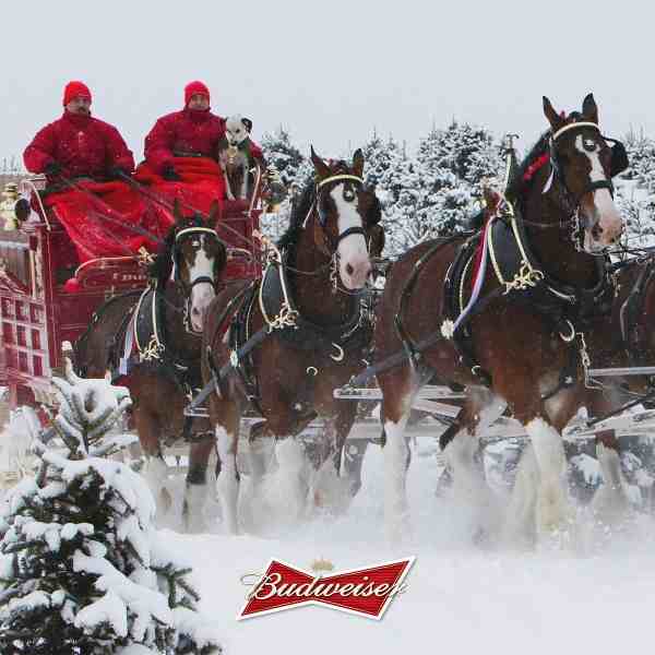 Budweiser Clydesdales
