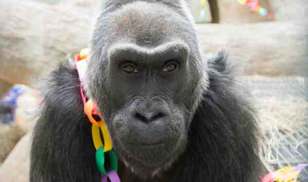 How the Oldest Living Gorilla Celebrates Her 58th Birthday