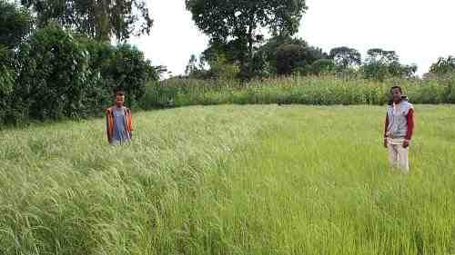 Potash demonstration plot in teff crop at Lekemt, Oromia region, Ethiopia. Left side: with potash application; right side: without potash application. Photo: Eldad Sokolowski, Agronomist, ICL Fertilizers