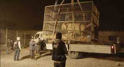 Peru Lion being loaded onto truck