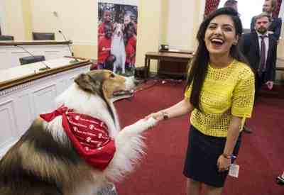 Lassie, Save the Children's animal ambassador for emergency preparedness, shakes paws with Sophia M. Anwar, a staffer for Rep. Brenda Lawrence (D-MI), at a Wednesday Congressional briefing on Capitol Hill in Washington, DC, on April 29, 2015.