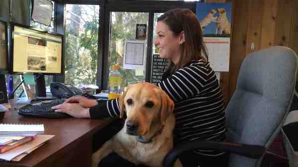 How to Take Your Dog to the Workplace