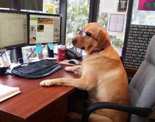 How to Take Your Dog to the Workplace