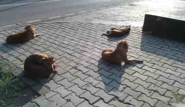 Attack of the dogs in Delhi