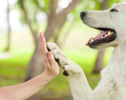 Are You a Responsible Dog Owner?