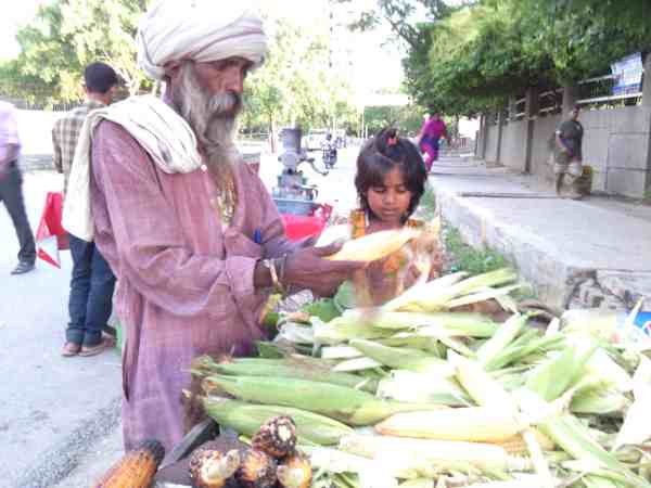 Ready-to-eat maize cobs