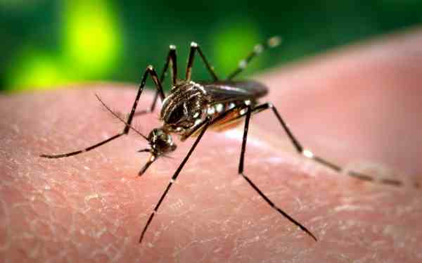 All That You Want to Know About Zika Virus
