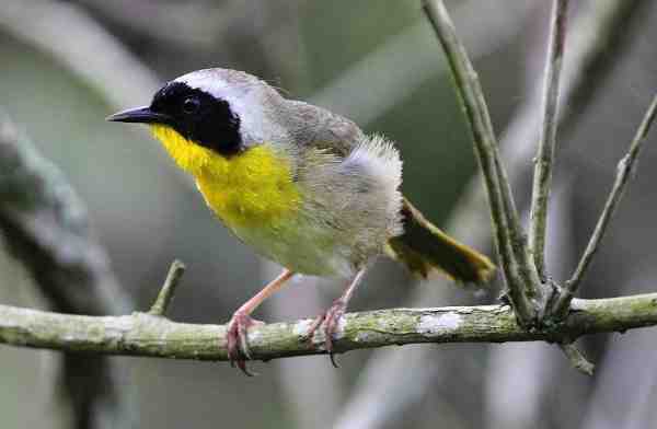 Common Yellowthroat at Bayou Teche National Wildlife Refuge, Louisiana | Credit: John Flores, 2010 Photo Contest Entry