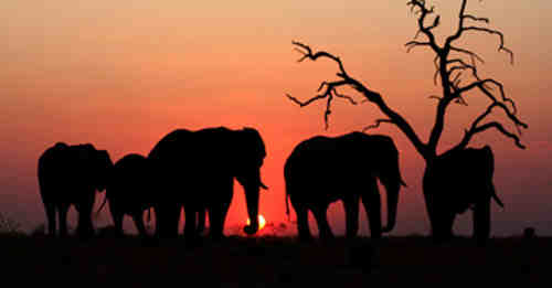 African Elephants Continue to Face Serious Threats
