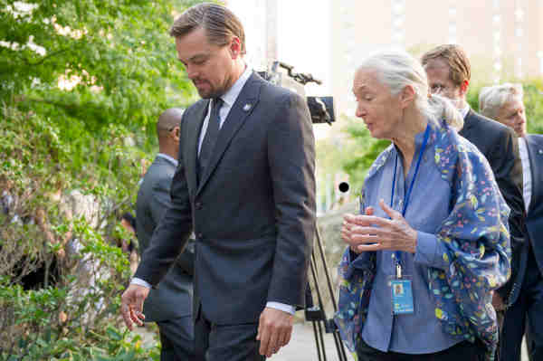 UN Messengers of Peace Leonardo DiCaprio and Jane Goodall at the annual Peace Bell Ceremony held at UN headquarters in observance of the International Day of Peace. UN Photo / Rick Bajornas