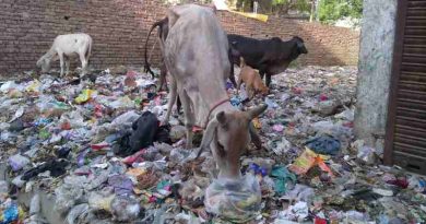 Cows grazing at a dirty dumping site surrounded by residential houses. Scenes like this are common in New Delhi and India. Photo: Rakesh Raman