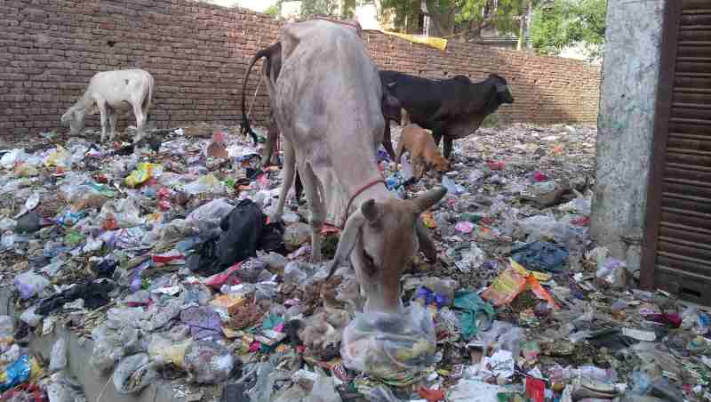 Cows grazing at a dirty dumping site surrounded by residential houses. Scenes like this are common in New Delhi and India. Photo: Rakesh Raman