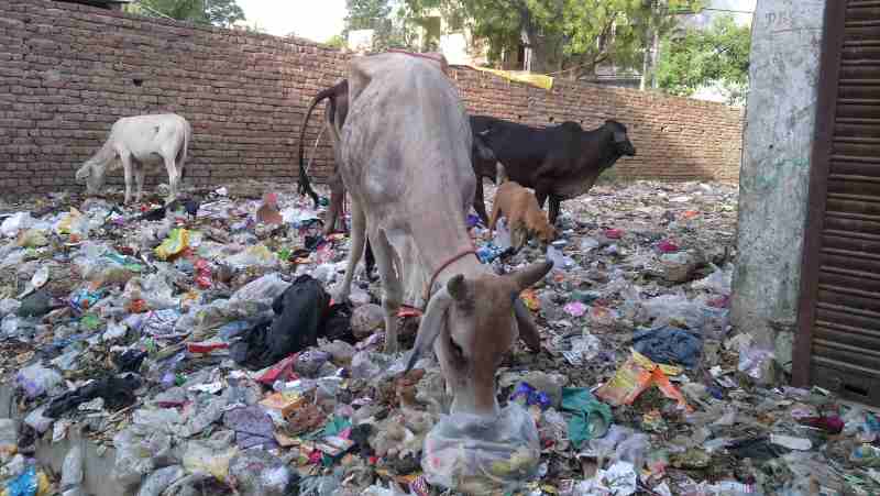 Starved cows eating household hazardous waste near a housing colony of Delhi. Dirty scenes like this are common in the national capital.