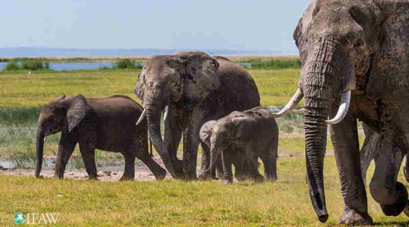 Victory for Elephants: China to Close Domestic Ivory Markets