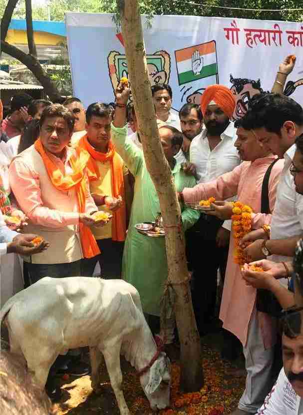 Delhi BJP workers organized calf puja
