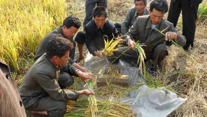 DPR Korea’s crop production, including staple rice, maize, potatoes and soybean, has been severely damaged this year by prolonged drought. Photo: FAO/ Cristina Coslet