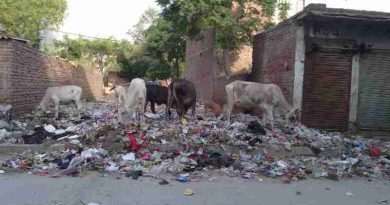 Starved cows eating household hazardous waste near a housing colony of New Delhi in India. Scenes like this are common in the national capital. Photo: Rakesh Raman / RMN News Service