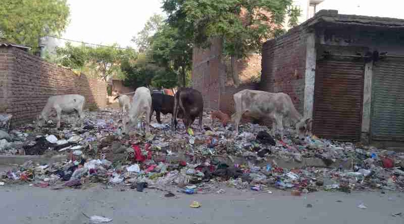 Starved cows eating household hazardous waste near a housing colony of New Delhi in India. Scenes like this are common in the national capital. Photo: Rakesh Raman / RMN News Service