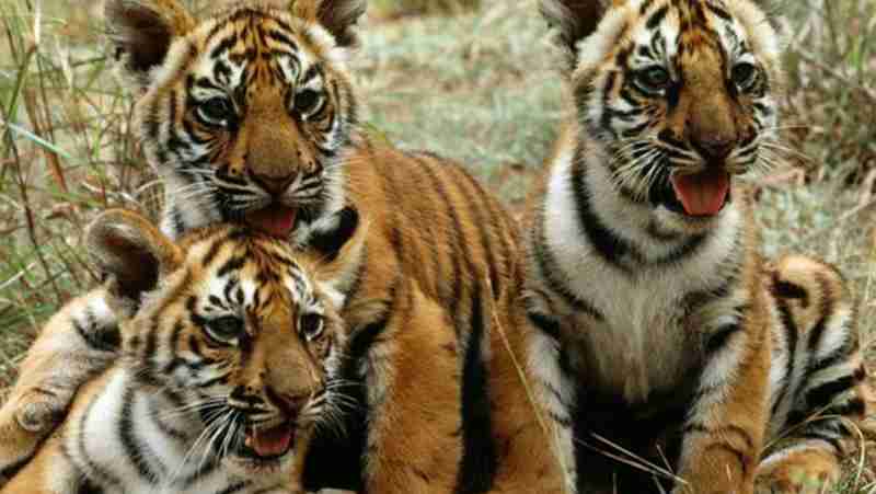 UN Photo/John Isaac. Tiger cubs in Mysore, India. UNEP is actively involved in working with Governments, scientists, private organizations and other concerned groups to preserve and protect this endangered species.