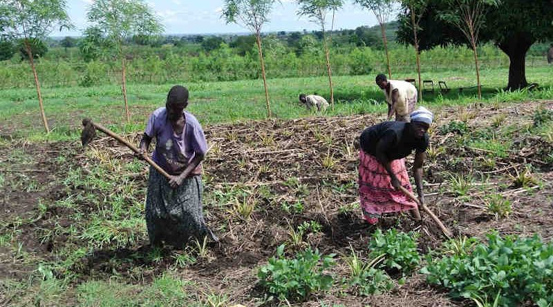 Women work the fields in Uganda. Photo: Maggie Roth for IUCN