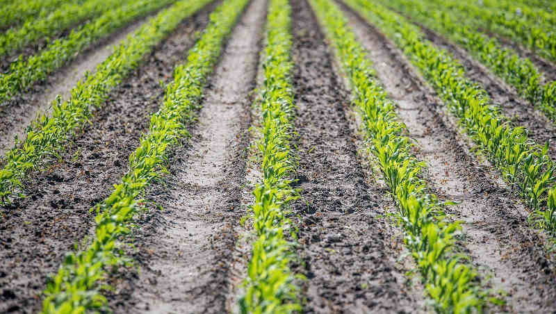 The State of Knowledge of Soil Biodiversity. Photo: FAO