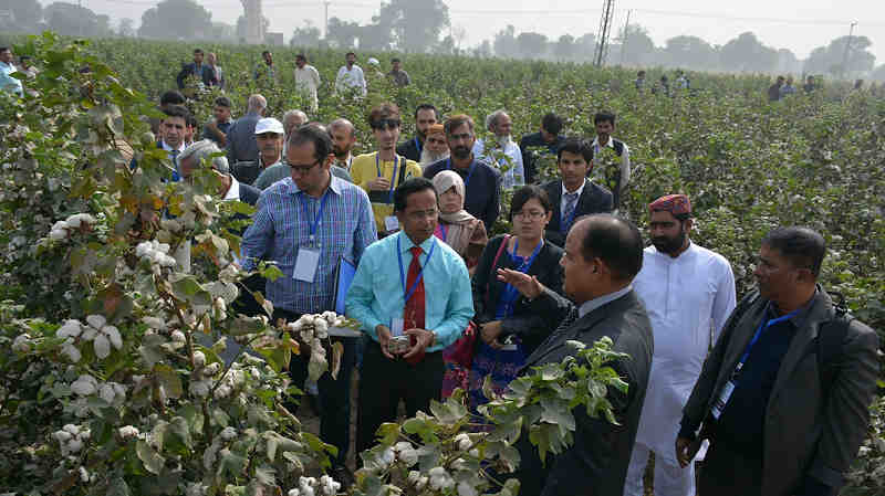 IAEA support, including training, workshops and fellowships as well as practical lectures such as this one in Pakistan, have contributed to building the national capacity in cotton breeding techniques. (Photo: L. Jankuloski/Joint FAO/IAEA)