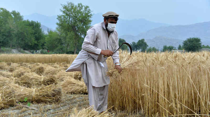 An Afghan farmer harvests his wheat in the Kuz Kunar district of Nangarhar, Afghanistan. Photo: FAO