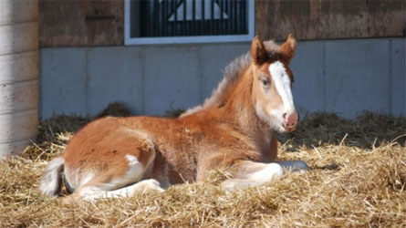 Budweiser Clydesdales