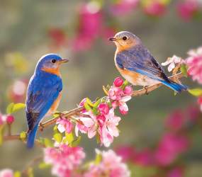 Songbirds