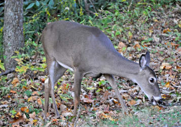 Deer-Vehicle Collisions