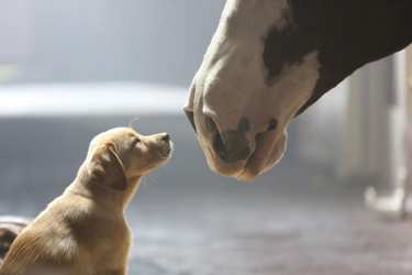 Budweiser's Puppy Love for Super Bowl