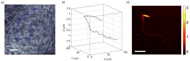 3-D Movies to Reveal the Quality of Sperm