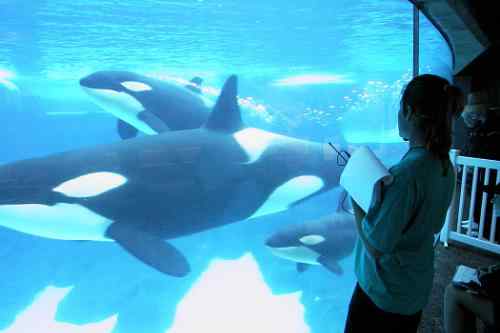 Scientists Study Killer Whales' Ability to Learn New Dialects