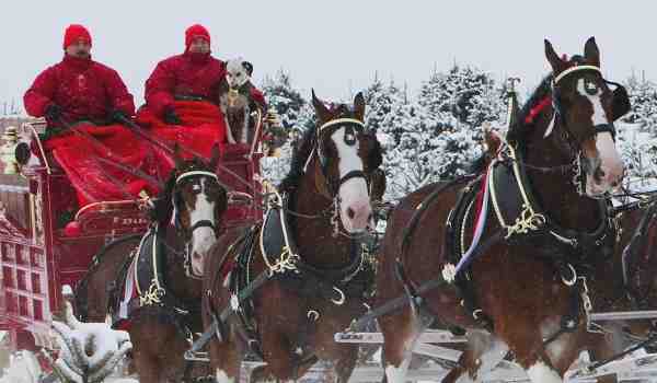 Budweiser Clydesdales