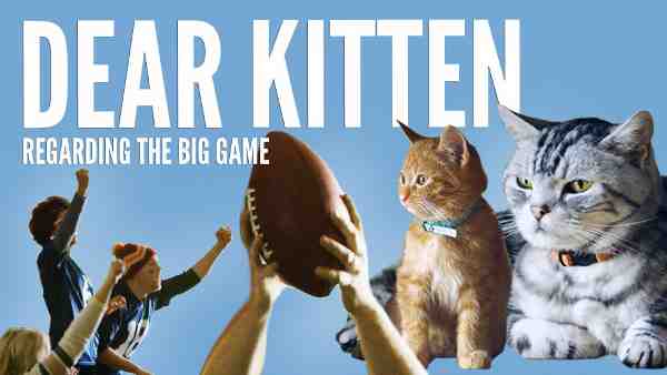 Cat ‘Survival Guide’ for the Big Game