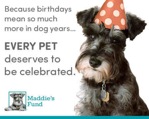 Celebrating Birthday of Homeless Pets